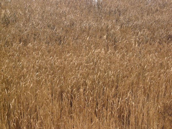 tall grass  texture